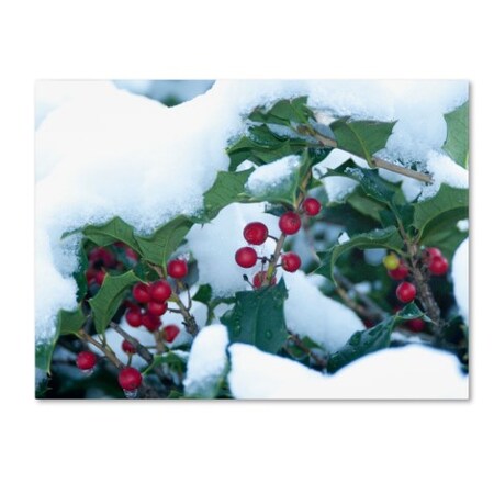 Trademark Fine Art Kurt Shaffer 'Holly in the Snow' Canvas Art, 18x24 KS521-C1824GG